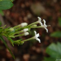 Knoxia spicata (Thwaites ex Trimen) Ridsdale